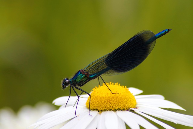 Rapid Mole Inspection & Customized Control: Eco-Friendly Removal for Homes & Businesses