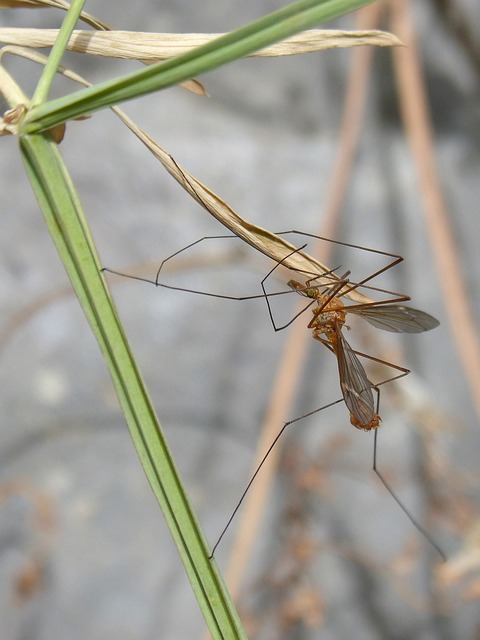 mosquito-640x480-16224713.jpeg