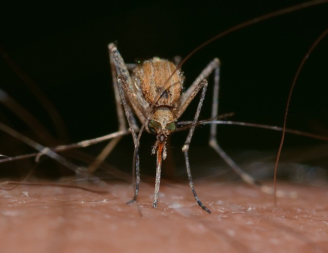 Eco-Safe Mosquito Control: Protecting Kids, Pets, & Communities