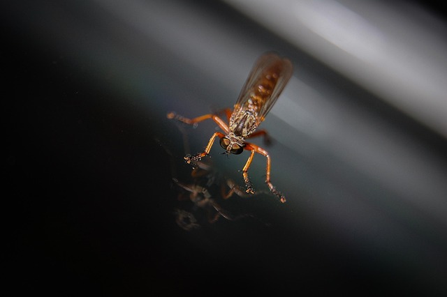 Comprehensive Mosquito Control: Indoor & Outdoor Solutions for Effective Protection