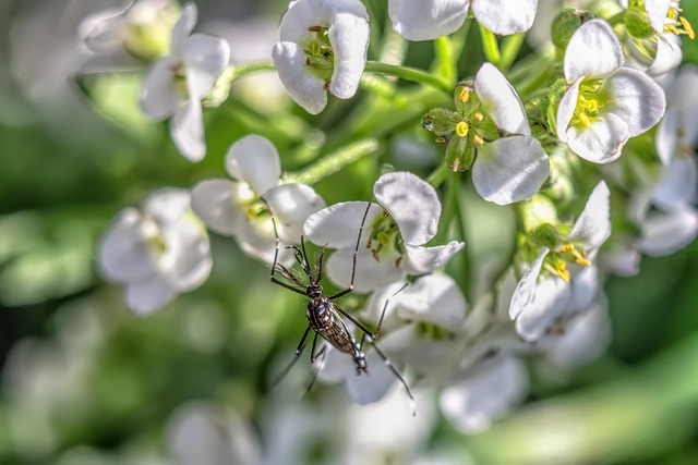 mosquito-640x480-74428727.jpeg