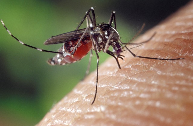 Targeted Treatments: Long-Term Mosquito Prevention Strategies for Homes and Businesses