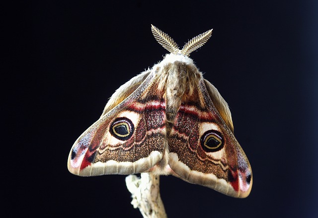 moth-moths-640x480-16170445.jpeg