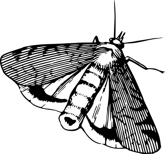 moth-moths-640x480-26749645.png