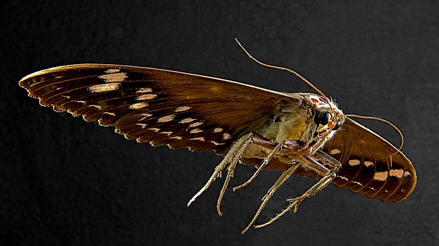 Expert Clothes Moth Control: Eco-Friendly Solutions for Infestations