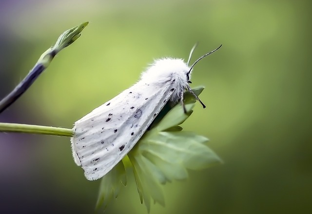Professional Clothes Moth Control: Eco-Friendly Solutions for Infestations