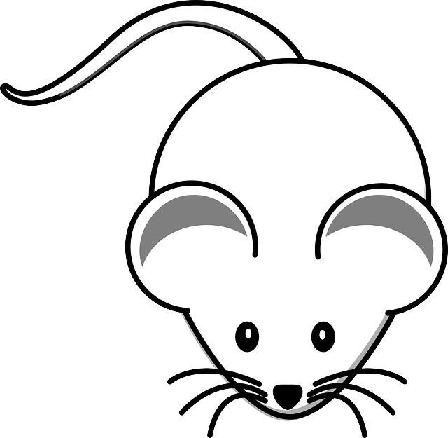 mouse-640x480-22605993.png