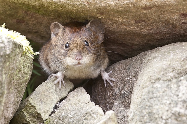 Comprehensive Mouse Prevention: Eco-Friendly to Customized Solutions for Properties