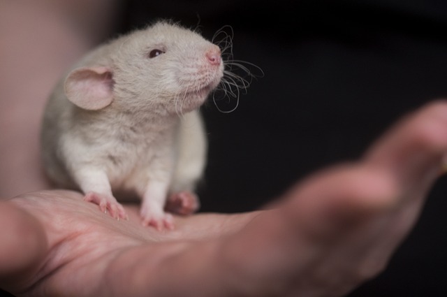 mouse-640x480-63393503.jpeg