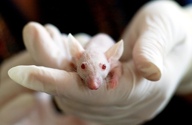 mouse-640x480-86321431.jpeg