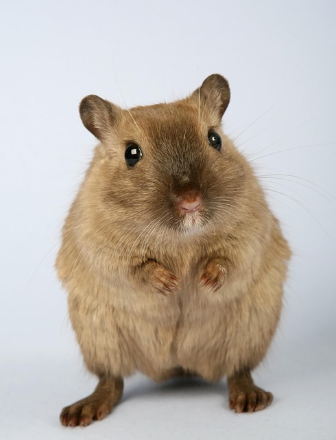 mouse-640x480-96938178.jpeg