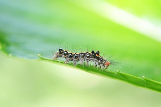 pest-640x480-19913937.jpeg