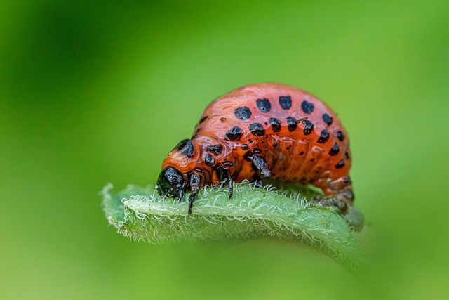 pest-640x480-2038991.jpeg