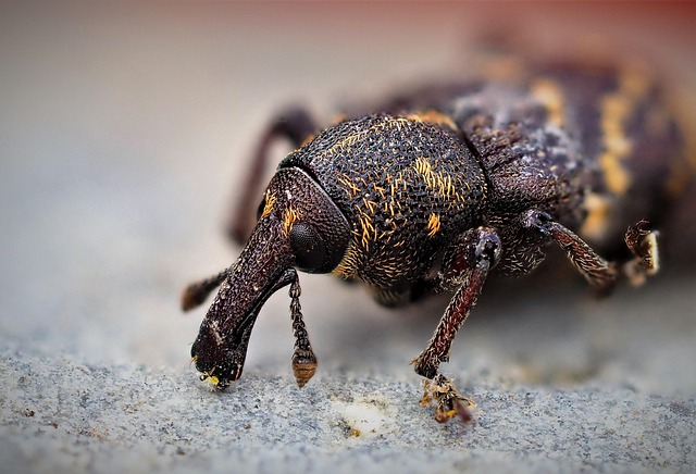 pest-640x480-36818630.jpeg