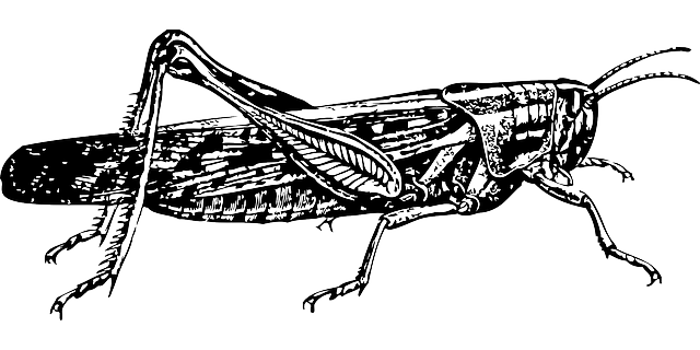 pest-640x480-44562100.png