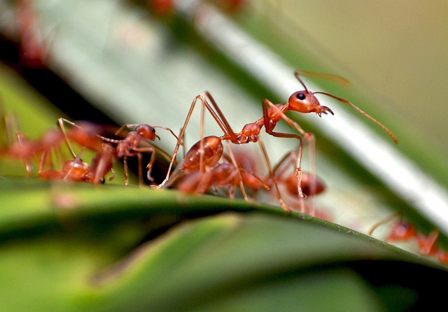 pest-640x480-46255338.jpeg
