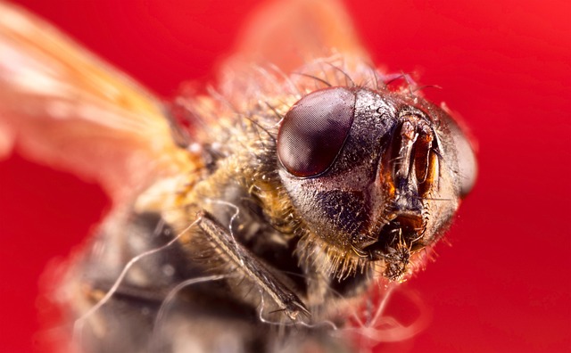 pest-640x480-49544921.jpeg
