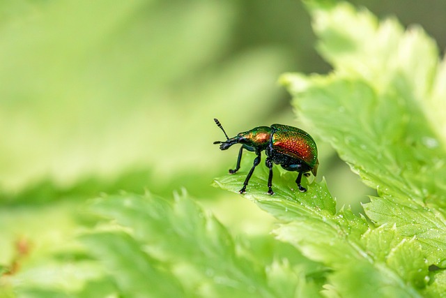 pest-640x480-57081074.jpeg