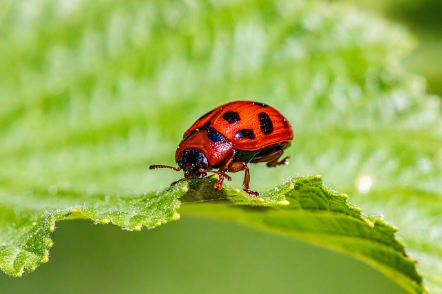 pest-640x480-57516313.jpeg