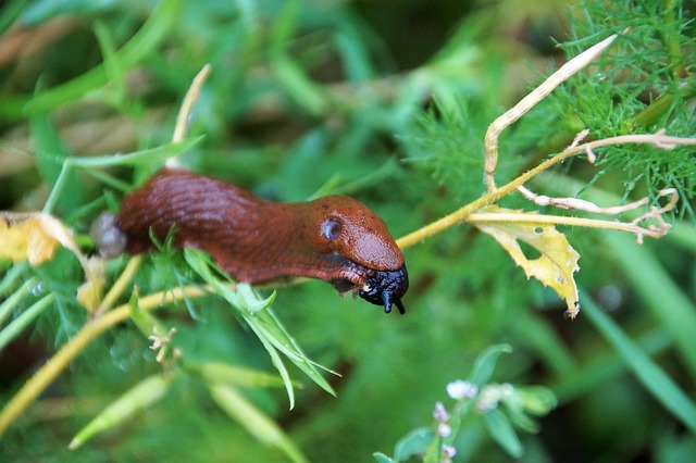 pest-640x480-64120088.jpeg