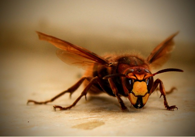 pest-640x480-71494179.jpeg