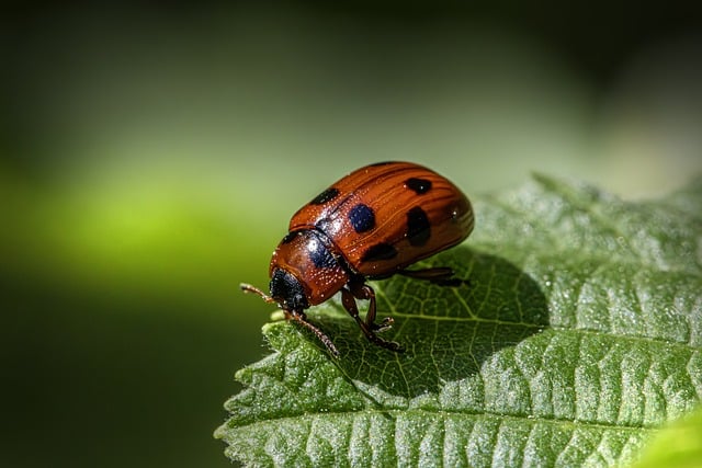 pest-640x480-78267191.jpeg