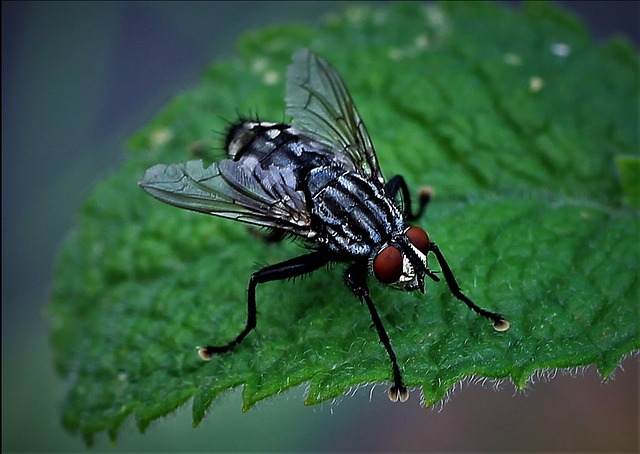pest-640x480-79145090.jpeg