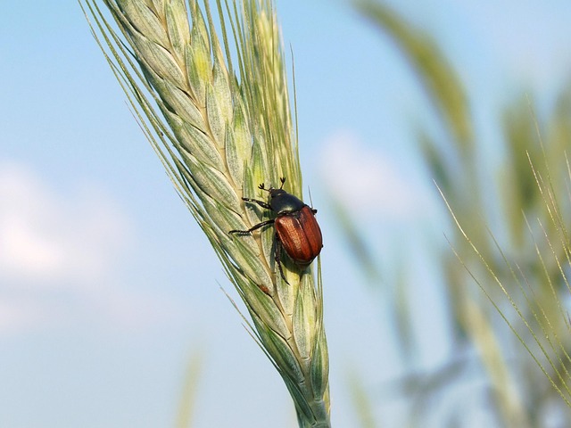 pest-640x480-83985840.jpeg