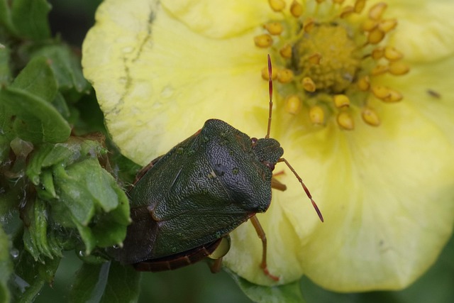 Eco-Friendly IPM Programs: Effective Residential Pest Control Solutions