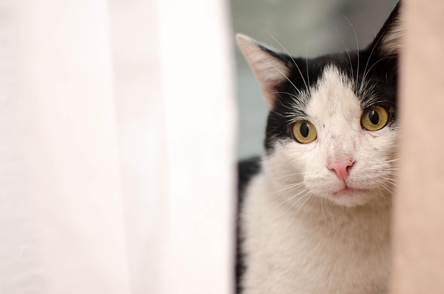 pet-sitting-640x480-55658295.jpeg