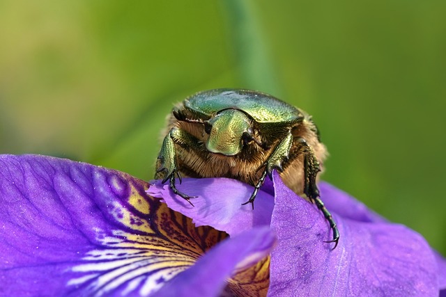 powderpost-beetle-beetle-640x480-28408853.jpeg