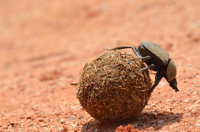powderpost-beetle-beetle-640x480-32934873.jpeg