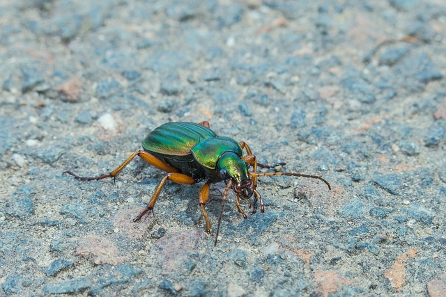 Protecting Wood Structures: Long-Term Powderpost Beetle Control Solutions