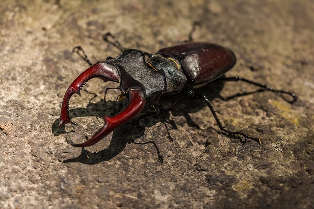 powderpost-beetle-beetle-640x480-92758442.jpeg
