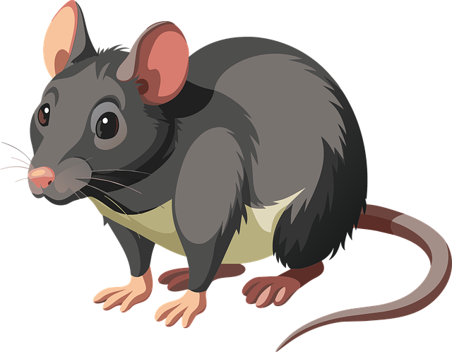rat-640x480-56492760.png