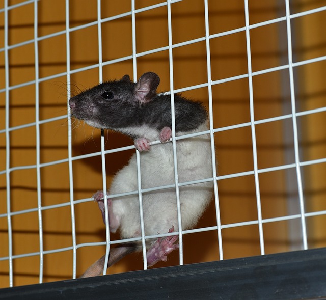 Expert Rat Inspection & Extermination: Affordable, Eco-Friendly Solutions for Guaranteed Results