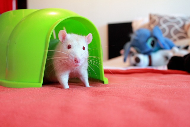 rat-640x480-8029349.jpeg