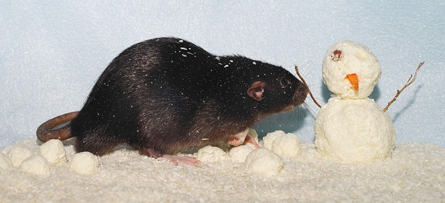 Professional Sanitation After Rat Infestations: Comprehensive Solutions for Clean Spaces