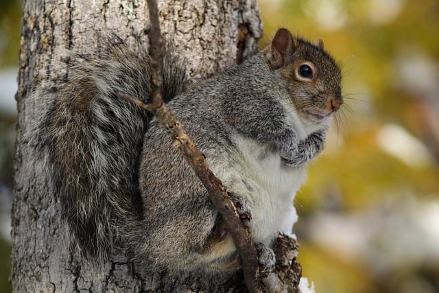 rodent-640x480-18478715.jpeg