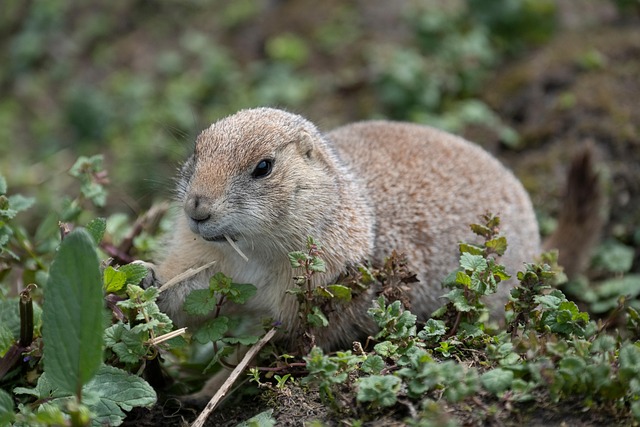 rodent-640x480-22790898.jpeg