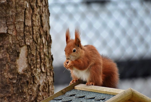 rodent-640x480-68481249.jpeg