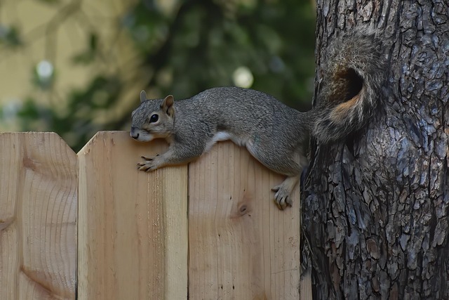 rodent-640x480-80907385.jpeg