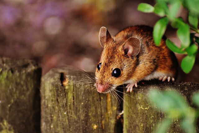 rodent-640x480-8728579.jpeg