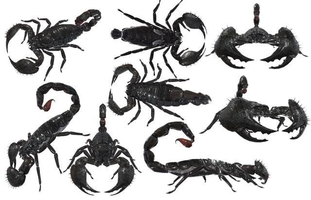 scorpion-640x480-29577002.png