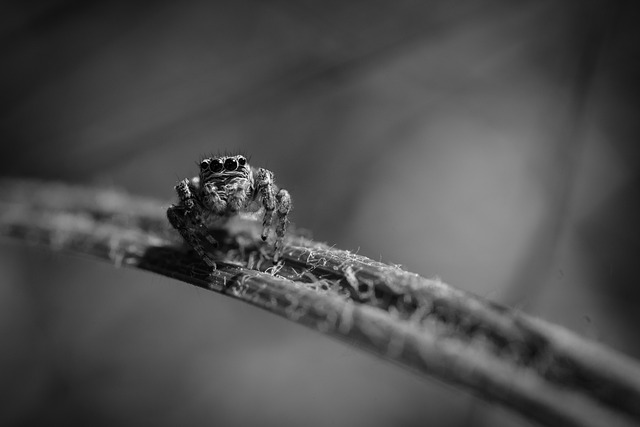 Advanced Spider Detection & Deterrence: Expert Tips for Infestation Prevention