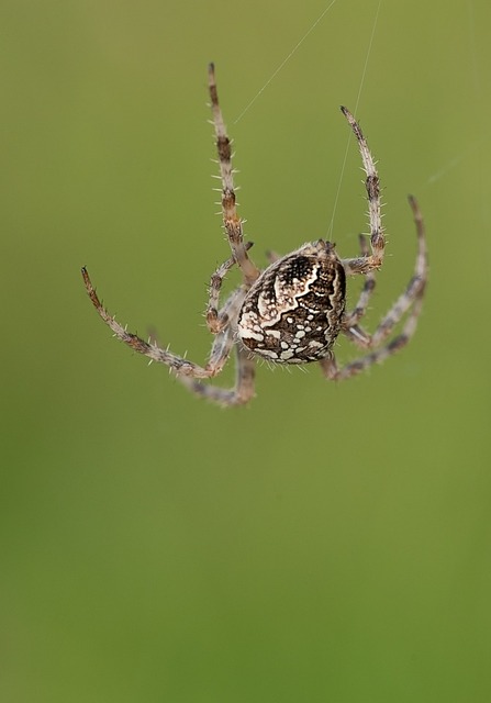 spider-640x480-21541631.jpeg