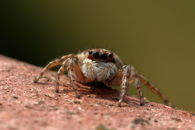 spider-640x480-26110435.jpeg