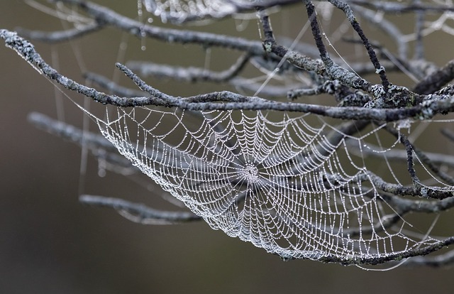 Mastering Spider Prevention: Tips & Professional Services for Spider-Free Spaces