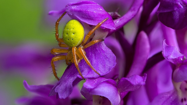 spider-640x480-33522977.jpeg