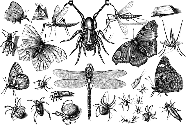 spider-640x480-8725547.png